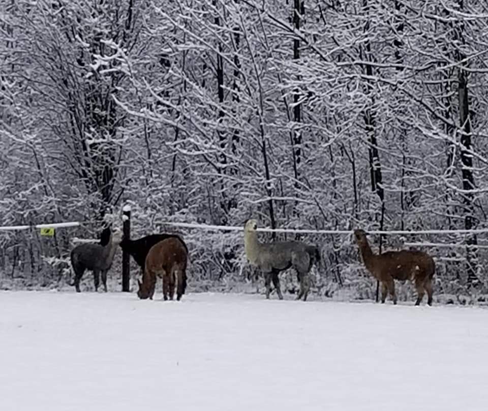 group of older alpacas on a snowy field