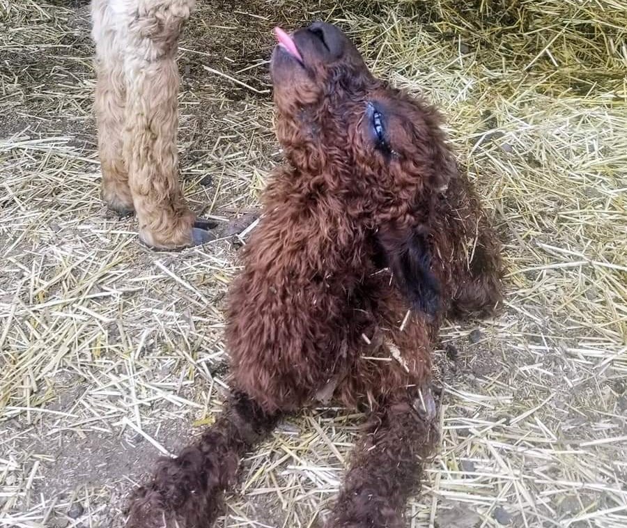 cute brown baby alpaca lying down with his head up and tongue out