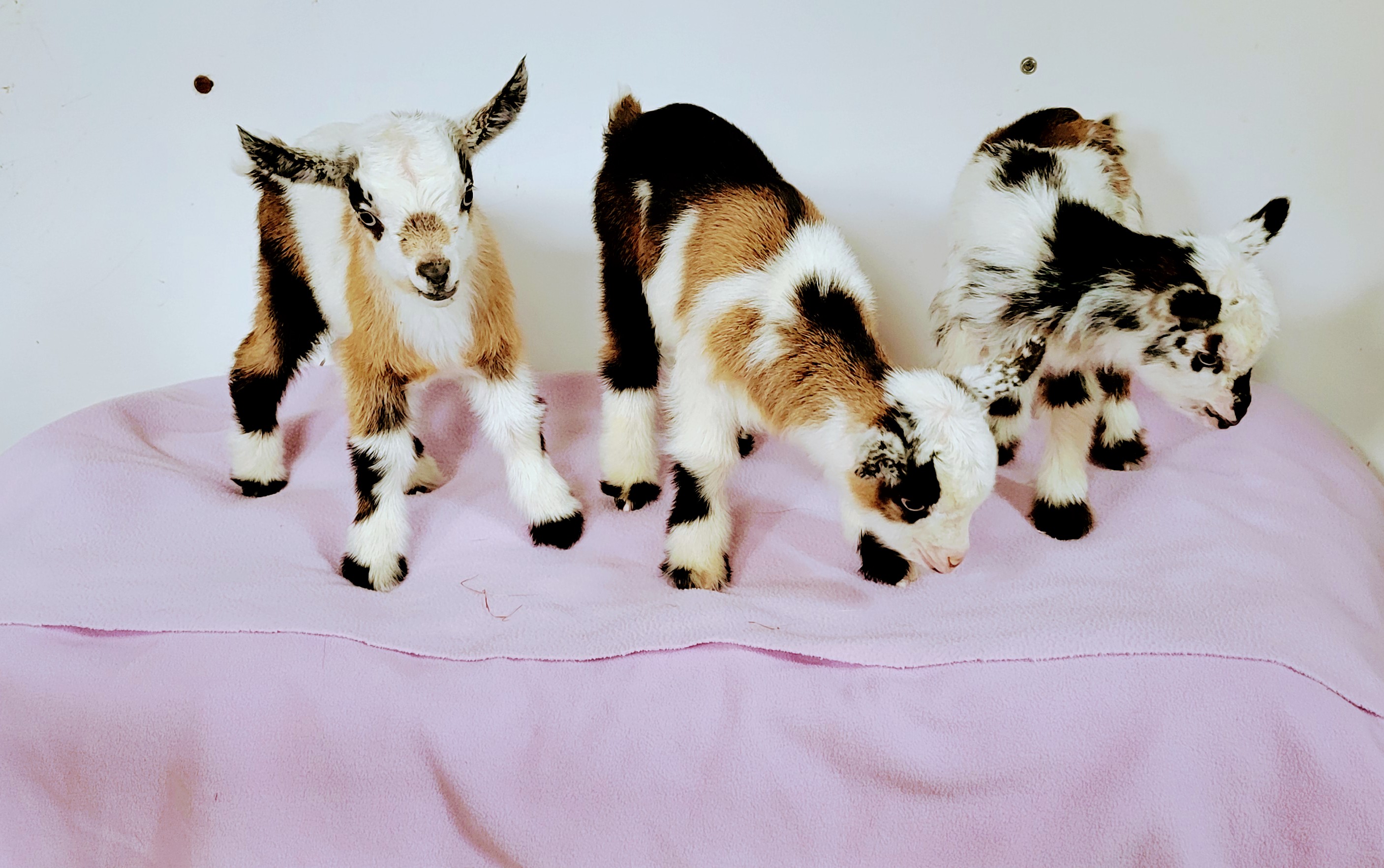 two goats eating grass on a field at Cricket Meadows farms