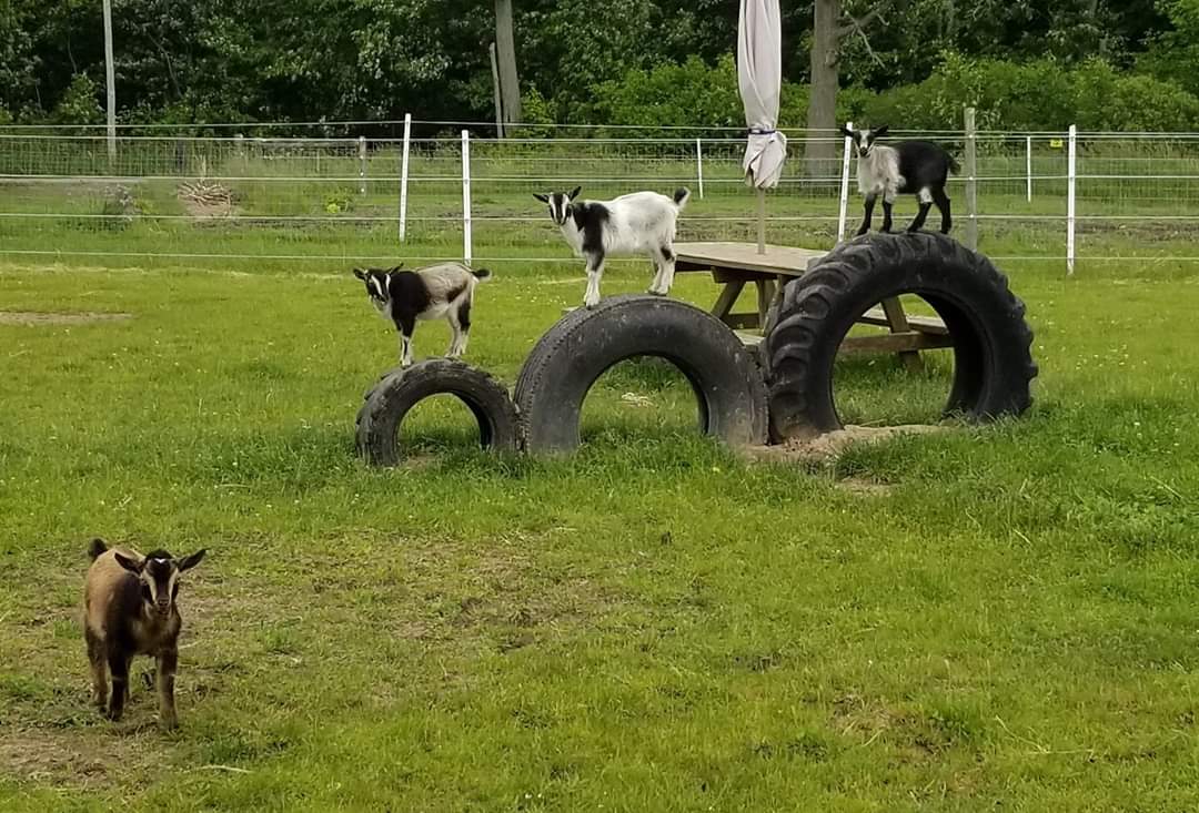 three goats standing on three different sized tires side by side with another goat walking towards you.