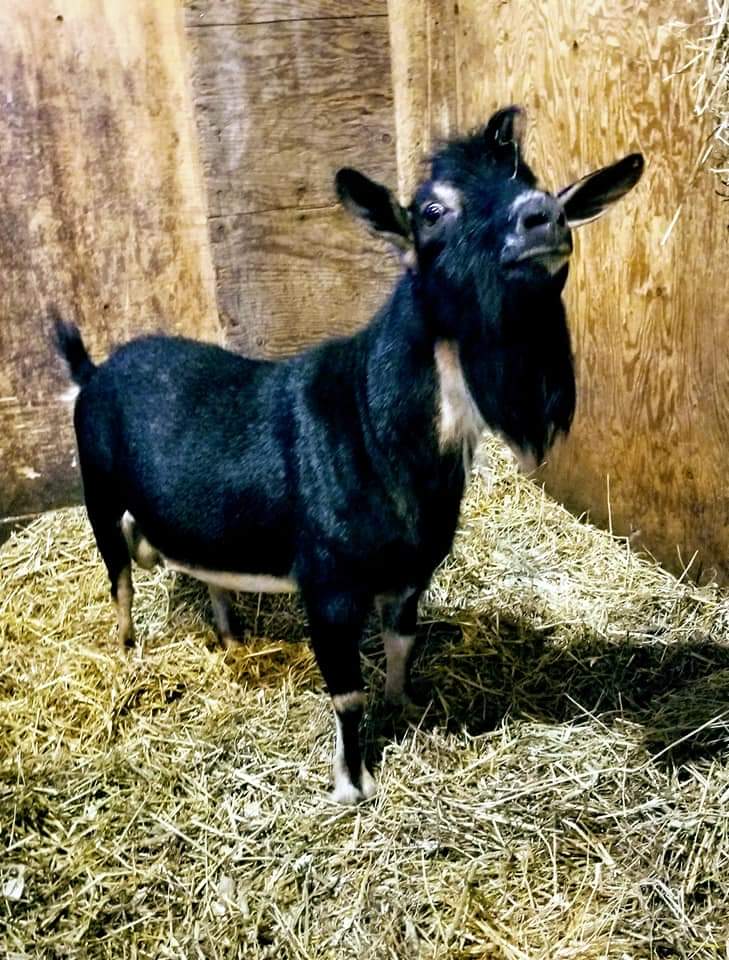 bearded black goat in his barn stall with hay