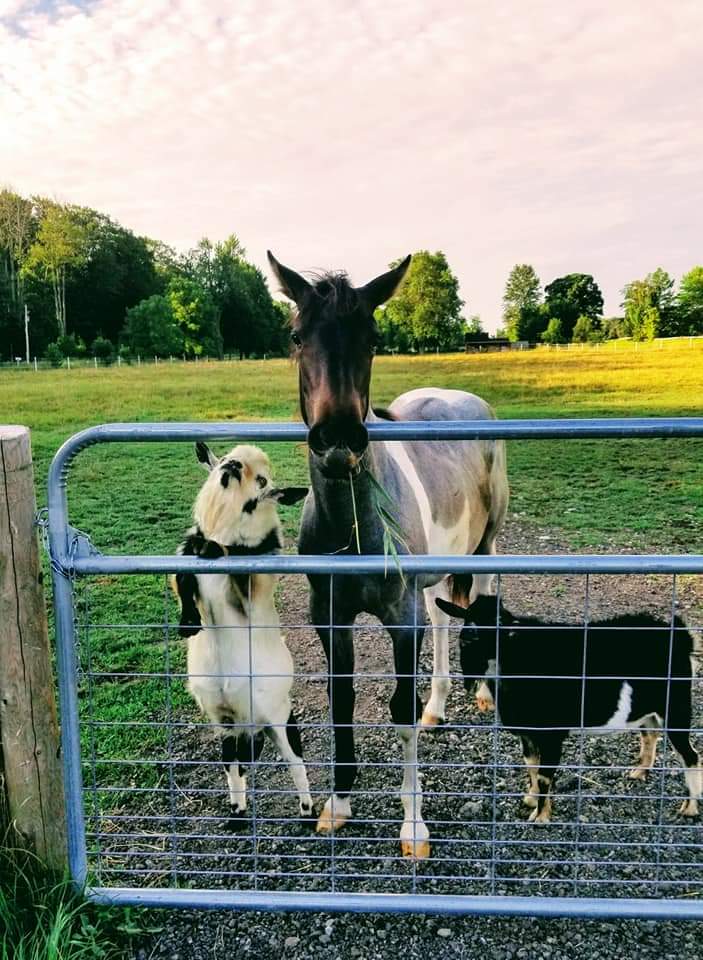 black and white goat standing up on a fence with a horse, then a black goat standing beside him