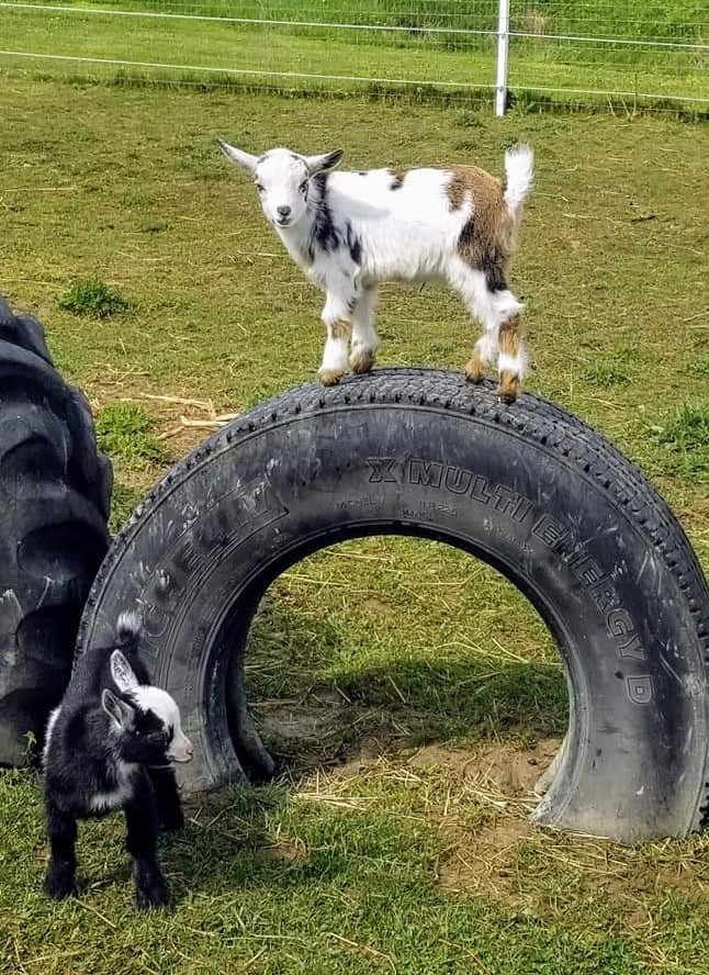 one cute baby goat on top of a tire with a smaller baby goat in front of the tire